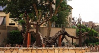 В Каире исламисты срубили «Дерево Марии»