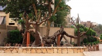 Коптская церковь опровергла информацию о том, что в Каире срублено «Дерево Марии»