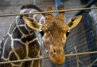 Протодиакон А. Кураев считает убийство жирафа в датском зоопарке естественным для общества, где правят бал геи