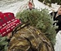 В американском колледже запретили продавать елки с употреблением слова «Рождество» 