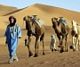В Берлине шариатский суд постановил выплатить за убийство… 100 верблюдов