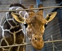 Протодиакон А. Кураев считает убийство жирафа в датском зоопарке естественным для общества, где правят бал геи