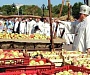 Тысячи освященных яблок отправят в подарок детям-инвалидам