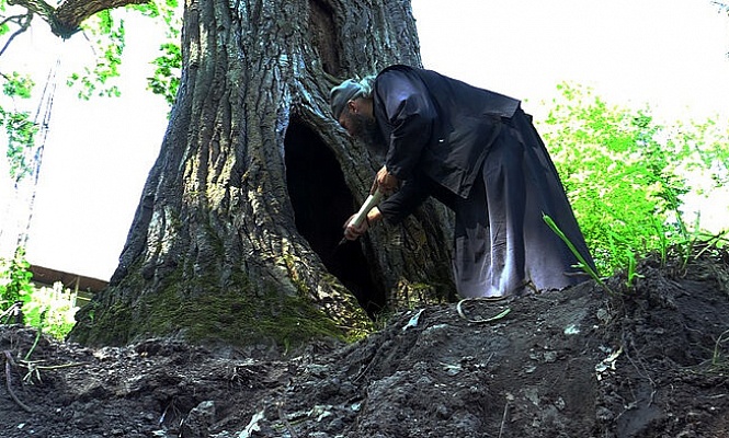 В Псково-Печерском монастыре монахи спасают один из старейших дубов России