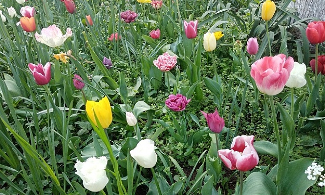 Парад тюльпанов и лесных цветов в Топловском монастыре